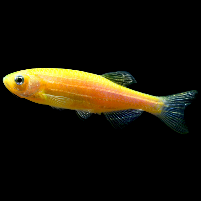 Glofish Sunburst Orange Danio Main Image
