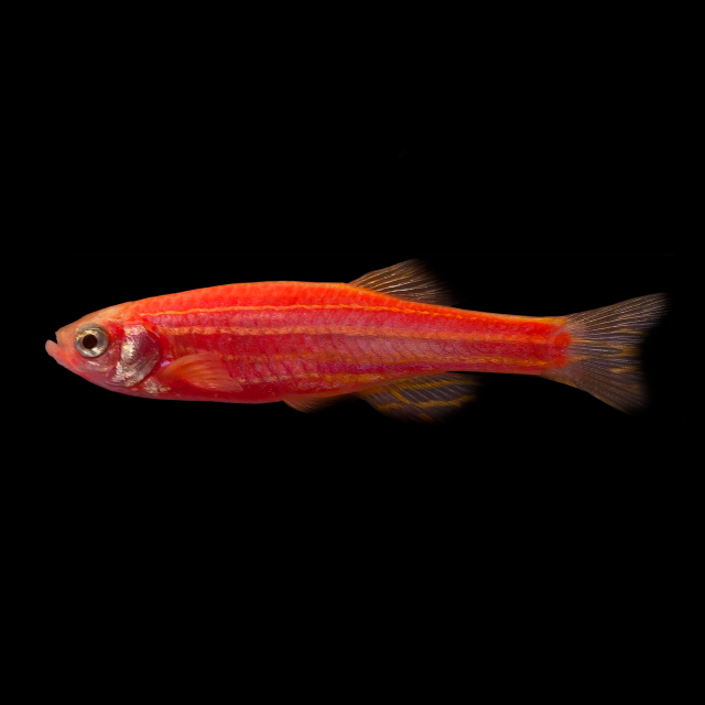 Glofish Starfire Red Danio Main Image