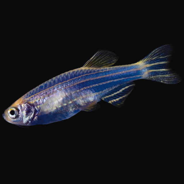 Glofish Cosmic Blue Danio Main Image