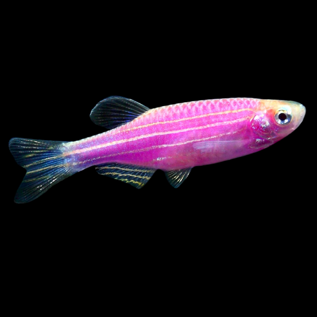 Glofish Galactic Purple Danio Main Image