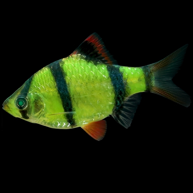 Glofish Electric Green Barb Main Image