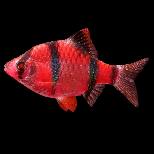 Glofish Starfire Red Barb Main Image