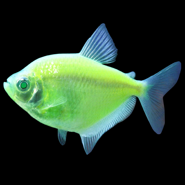 Glofish Electric Green Tetra Main Image