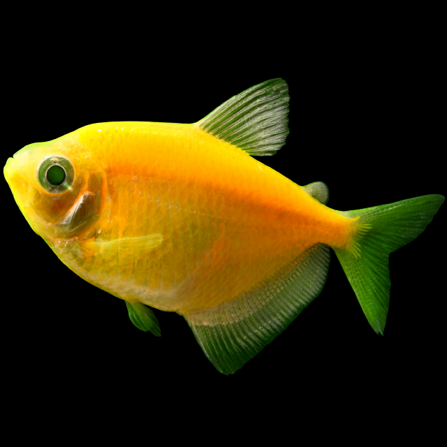 Glofish Sunburst Orange Tetra Main Image