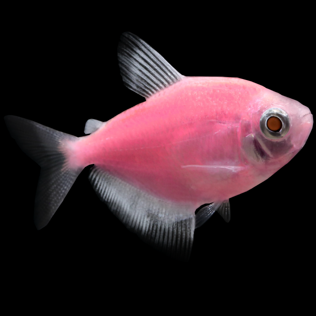 Glofish Moonrise Pink Tetra Main Image