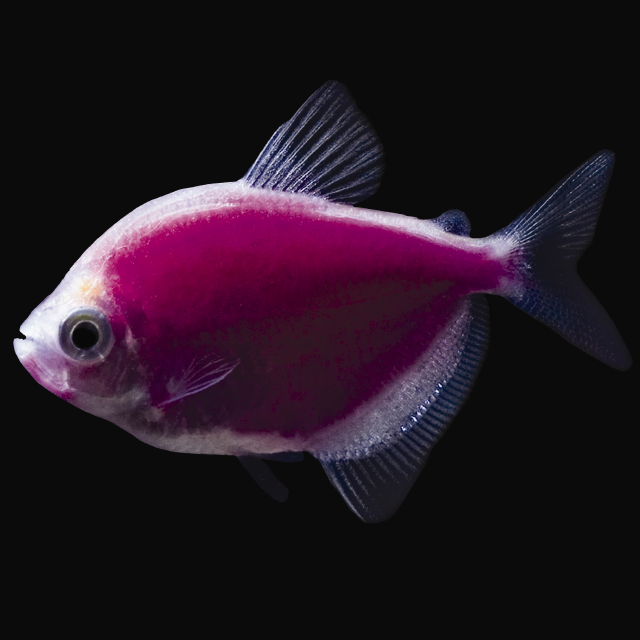 Glofish Galactic Purple Tetra Main Image