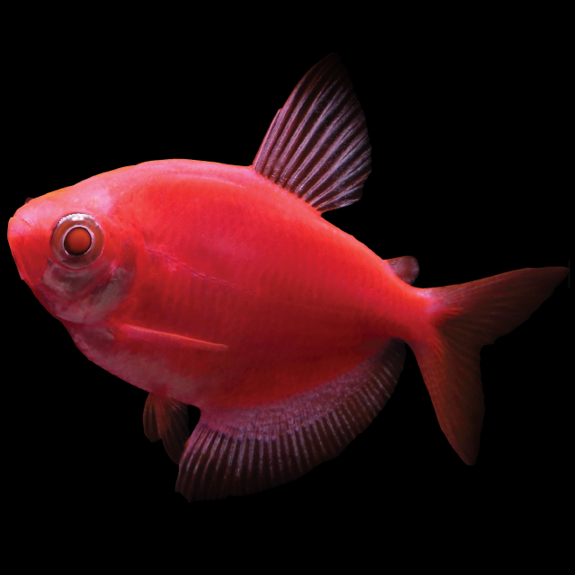 Glofish Starfire Red Tetra Main Image