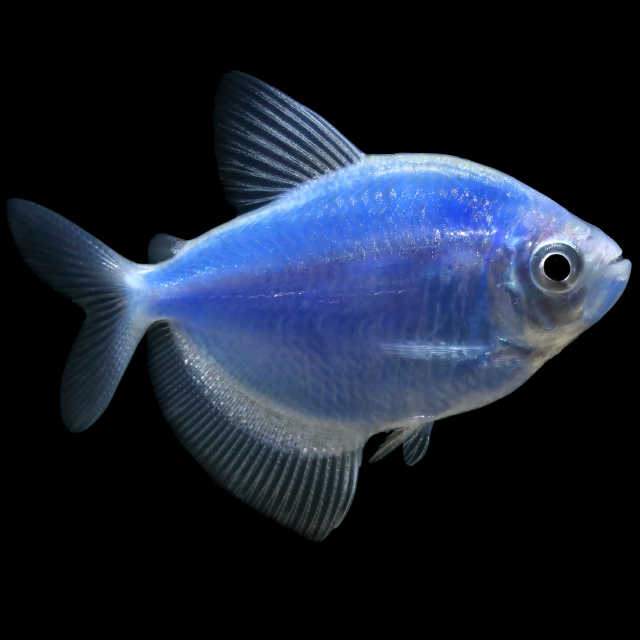Glofish Cosmic Blue Tetra Main Image