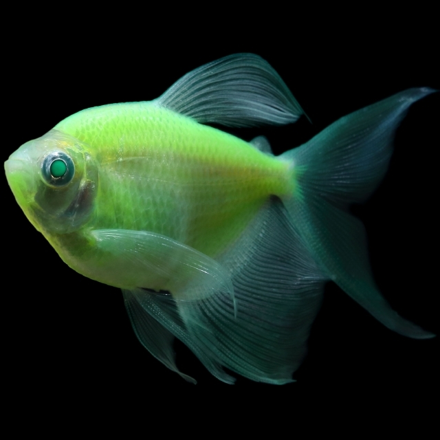 Glofish Electric Green Long Fin Tetra Main Image