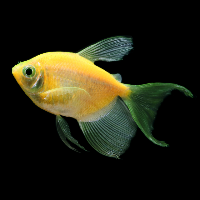 Glofish Sunburst Orange Long Fin Tetra Main Image