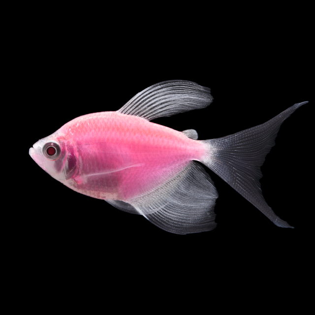 Glofish Moonrise Pink Long Fin Tetra Main Image