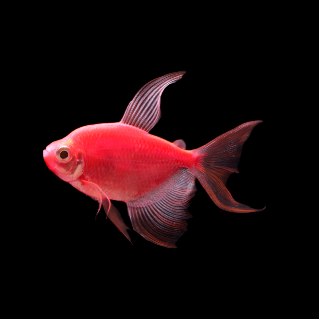 Glofish Starfire Red Long Fin Tetra Main Image