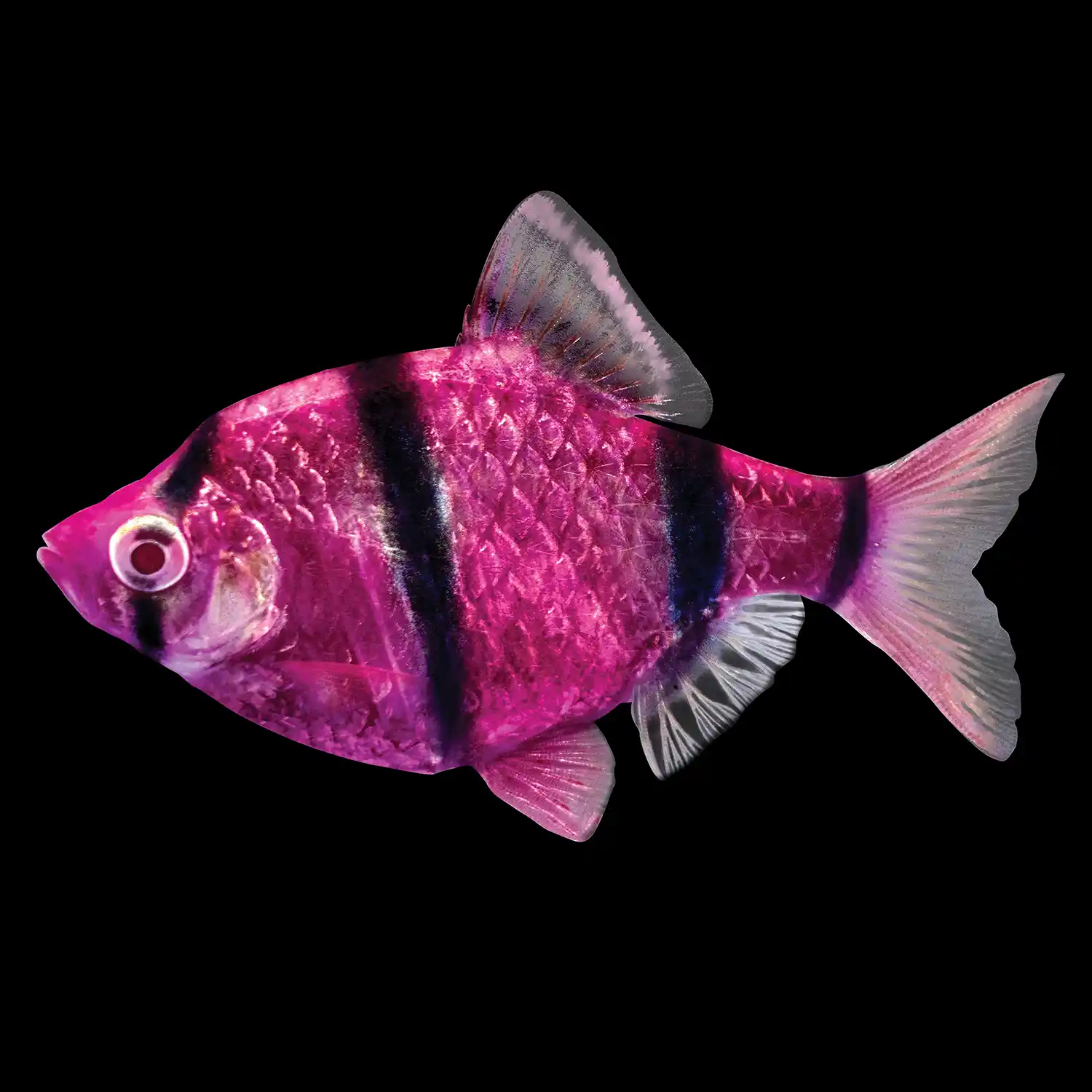 Galactic Purple Tiger Barb on Black