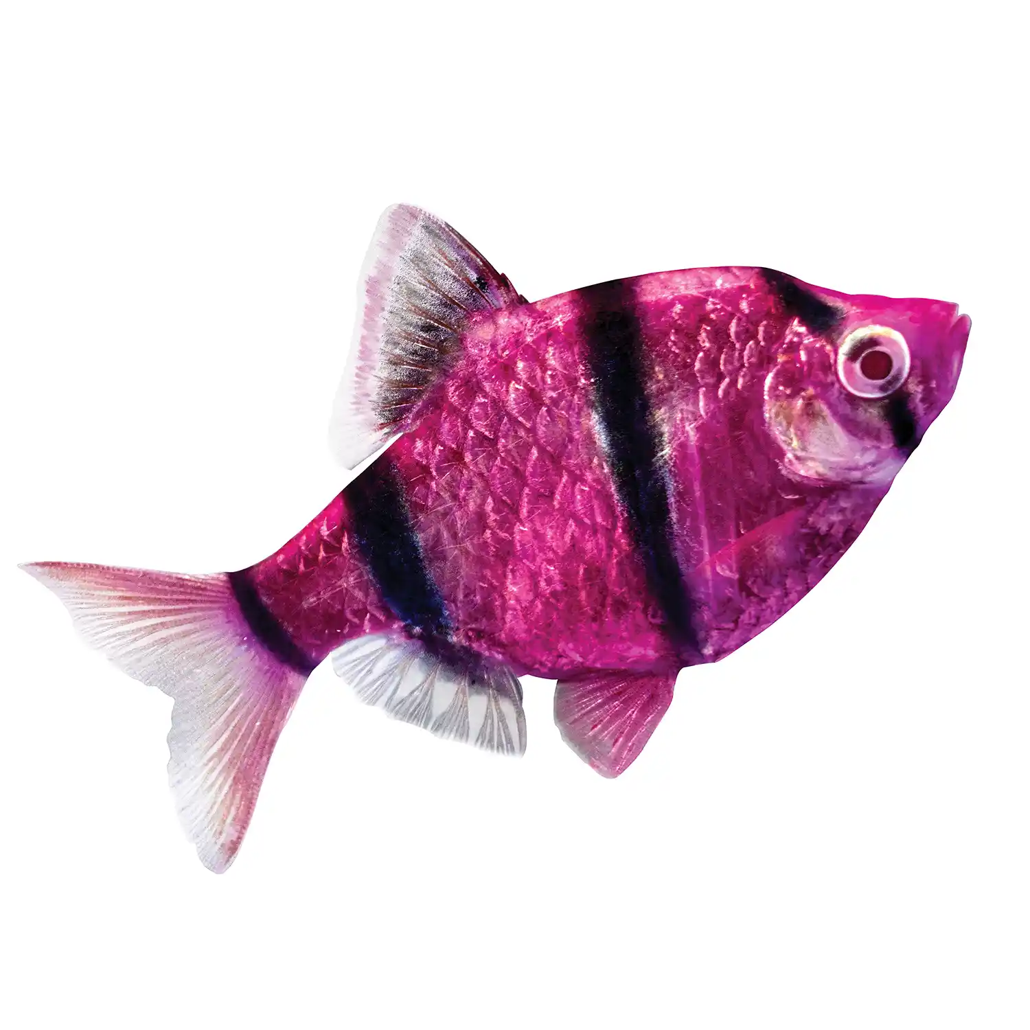 Galactic Purple Tiger Barb on White