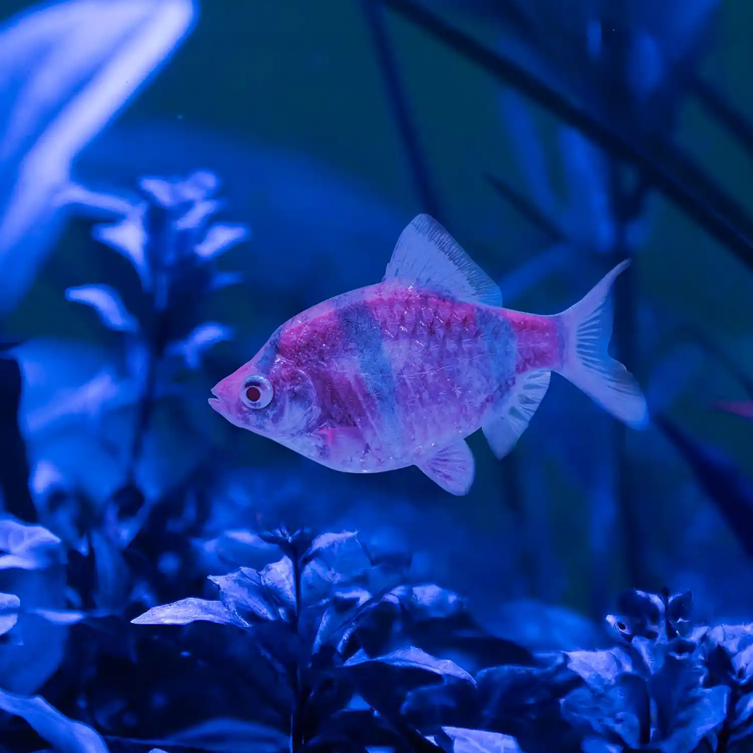 Galactic Purple Tiger Barb In Tank Under Blue Light