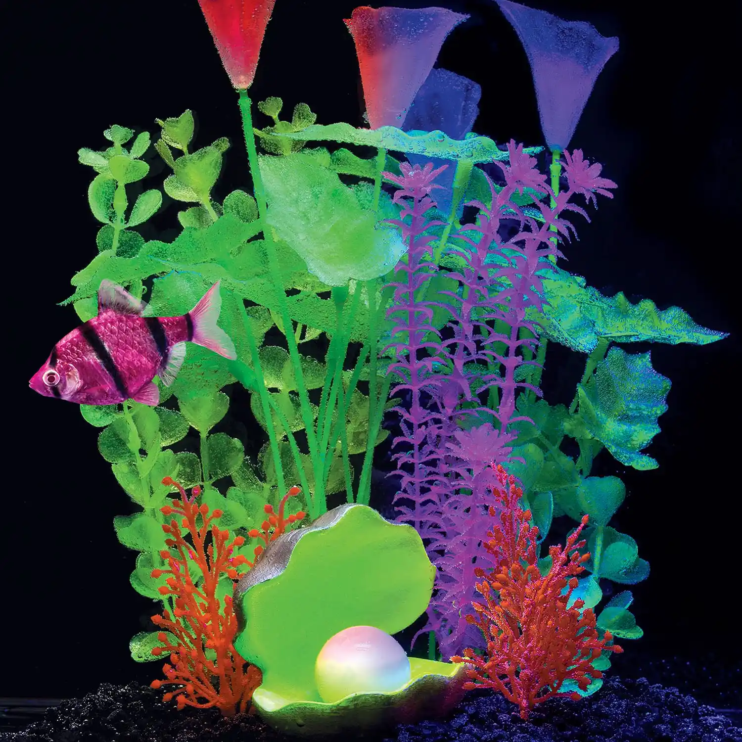 Galactic Purple Tiger Barb In Tank Under White Light