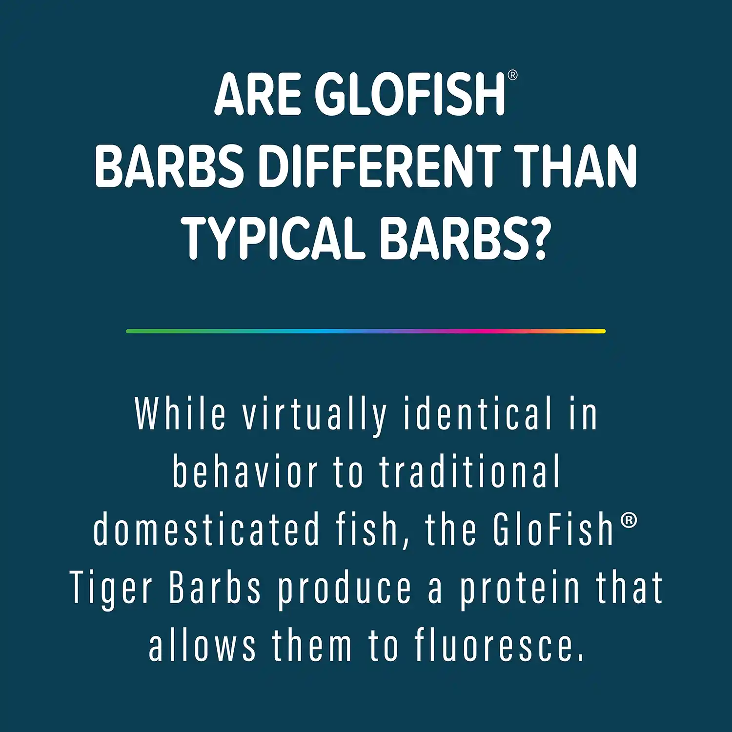 While virtually identical in behavior to traditional domesticated fish, the GloFish® Tiger Barbs produce a protein that allows them to fluoresce.