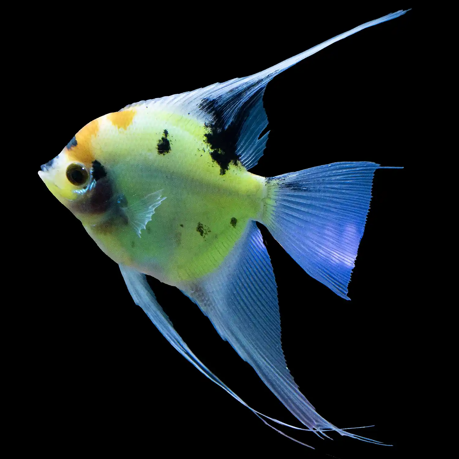 Electric Green Angelfish on Black