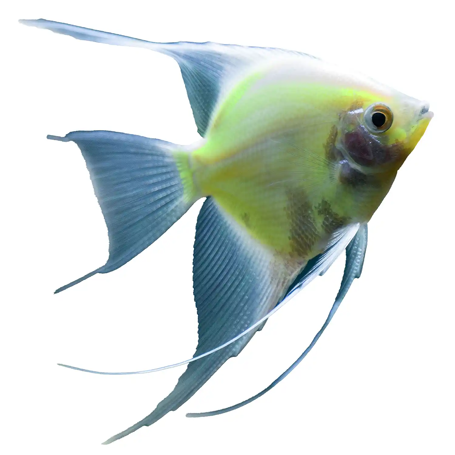 Electric Green Angelfish on White