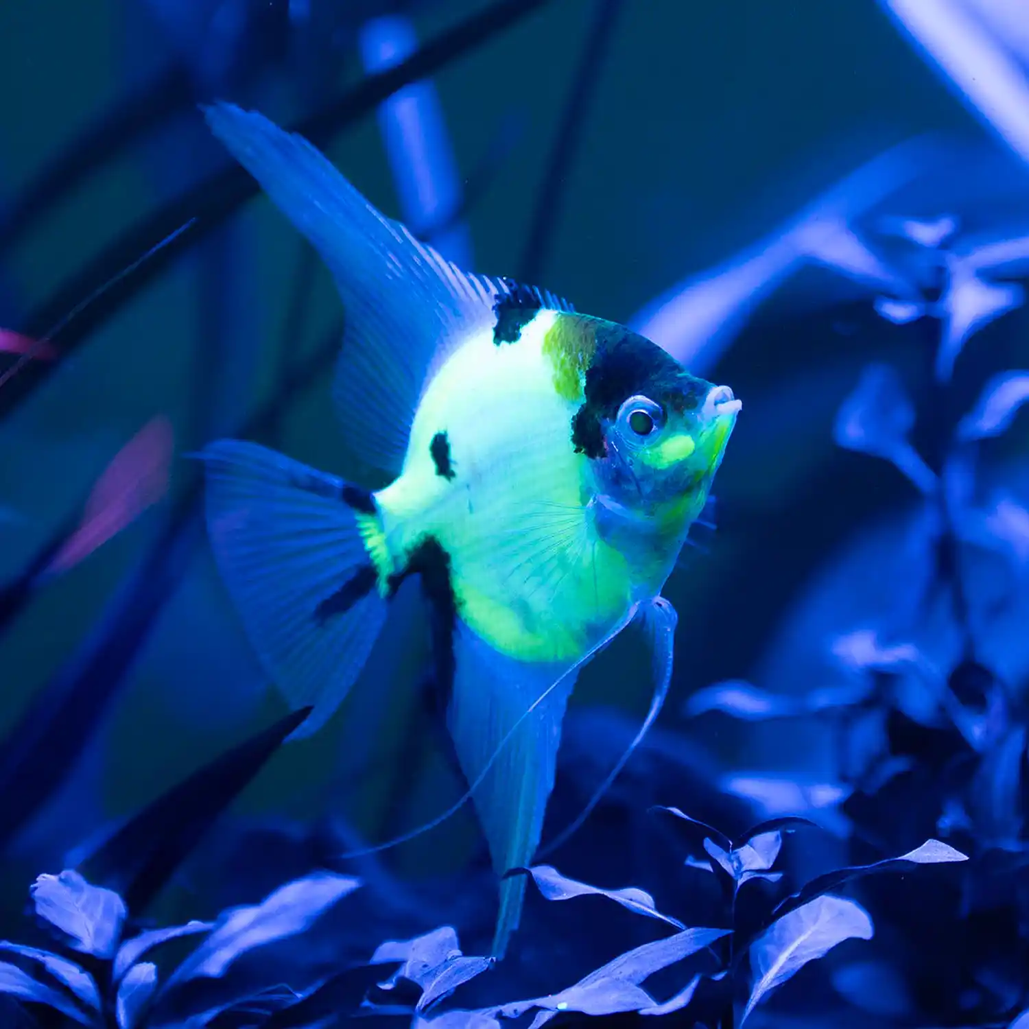 Electric Green Angelfish in Tank Under Blue Light