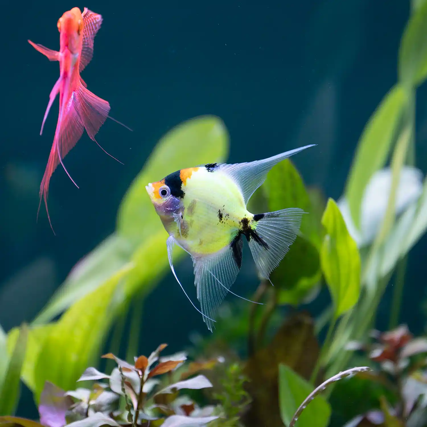 Electric Green Angelfish in Tank Under White Light