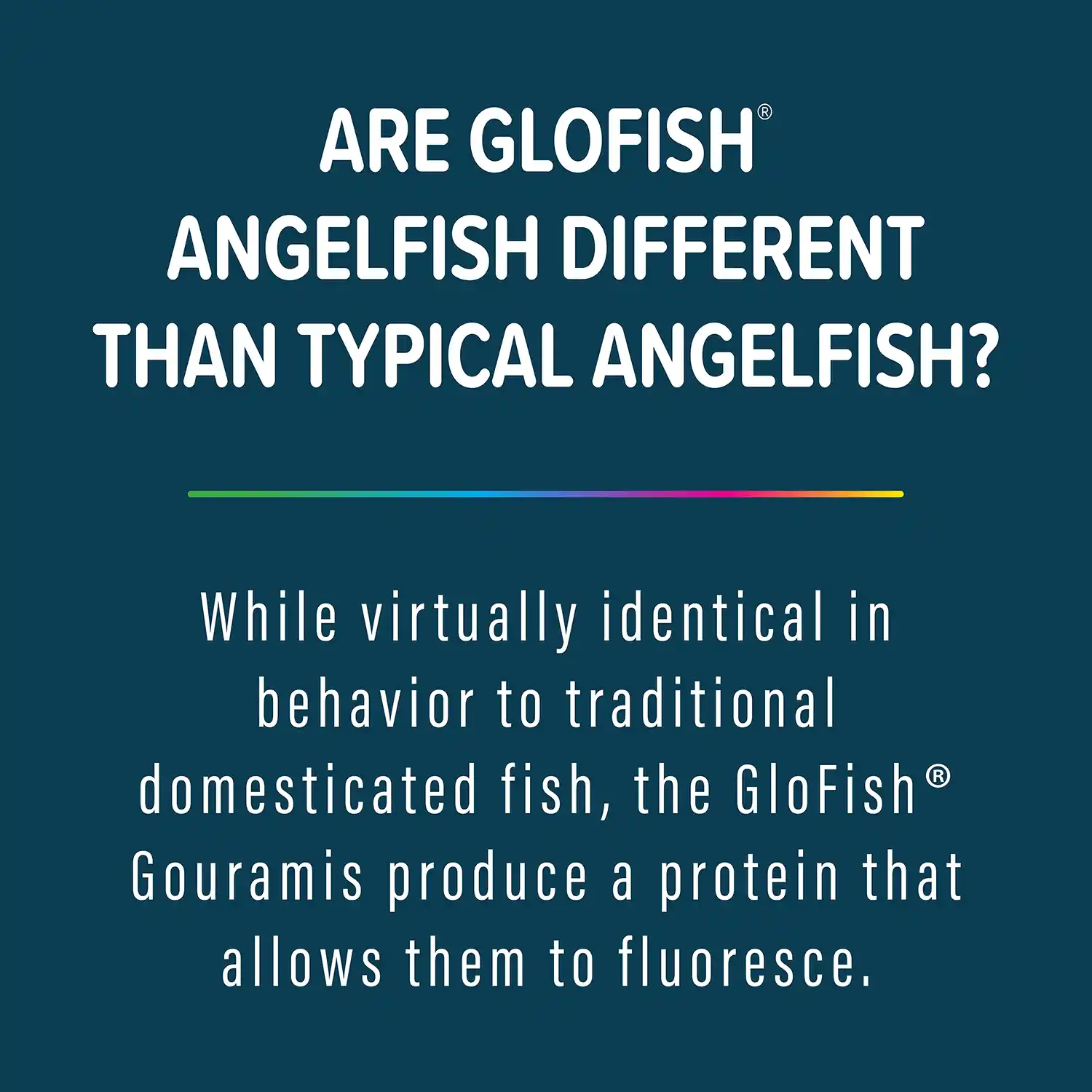 While virtually identical in behavior to traditional domesticated fish, the GloFish® Gouramis produce a protein that allows them to fluoresce.