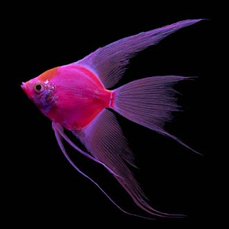 Glofish Starfire Red Angelfish Main Image
