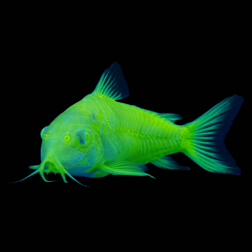 green cory fish on black background