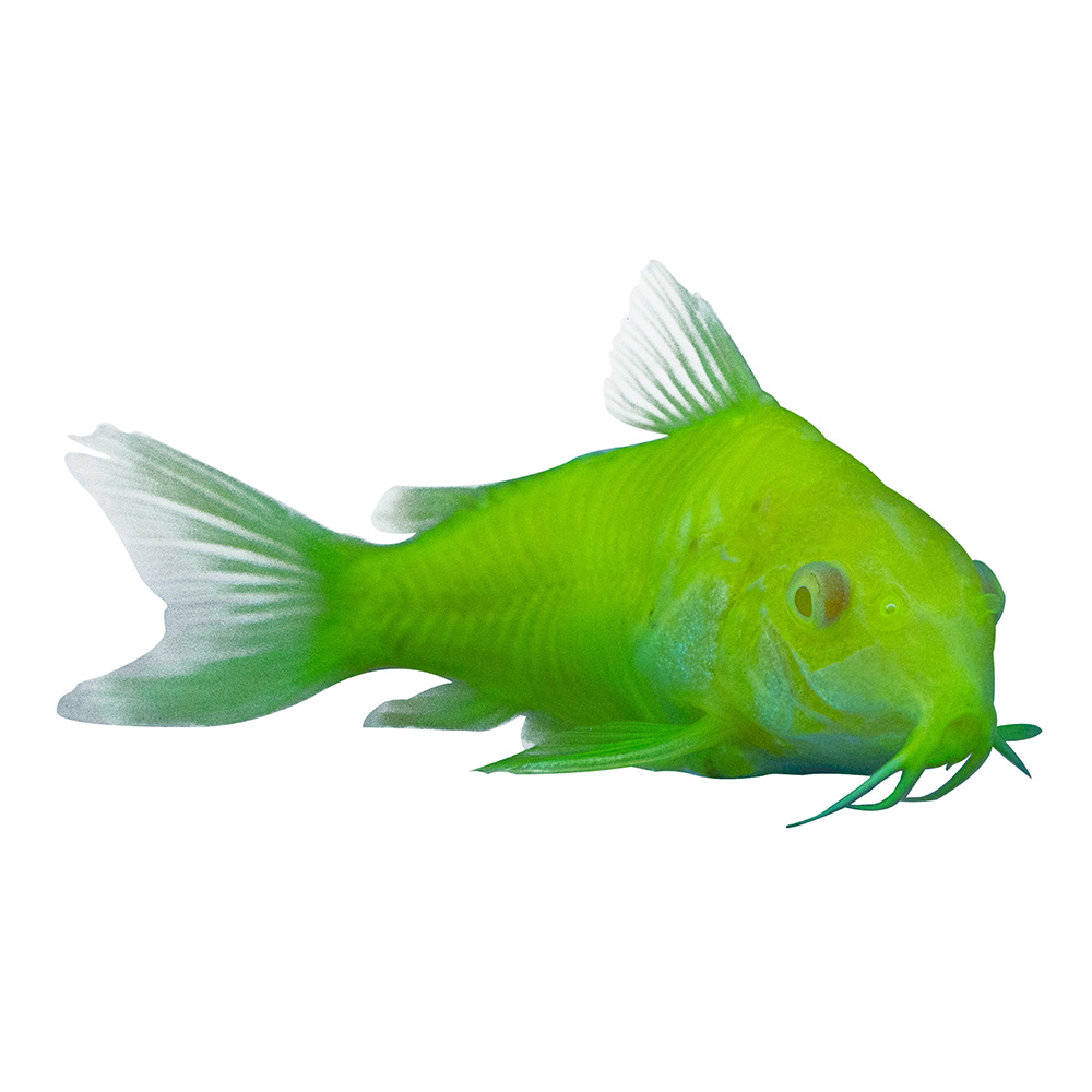 cory fish on white background