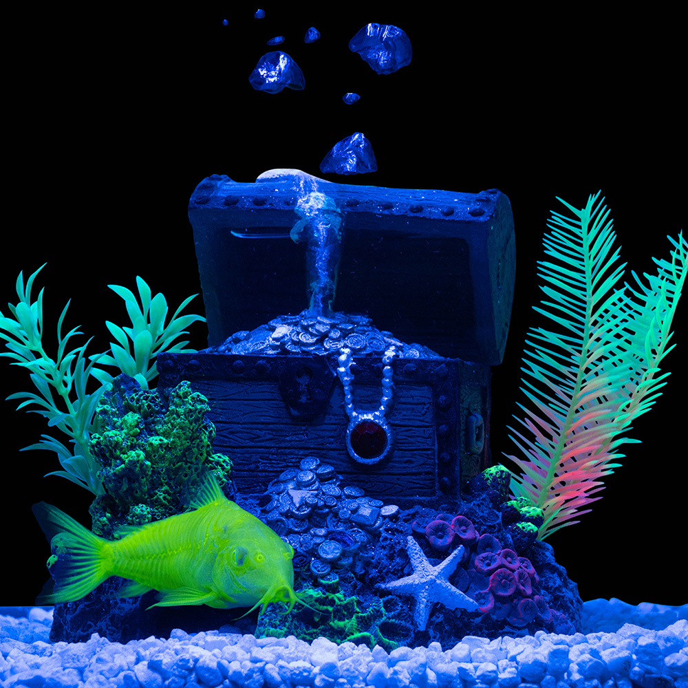 green cory fish on tank