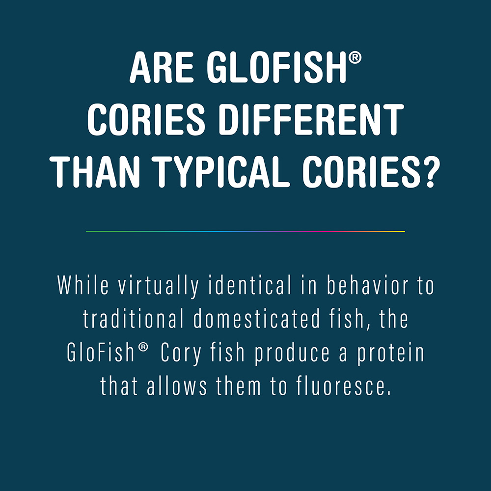 facts about Cory GloFish 