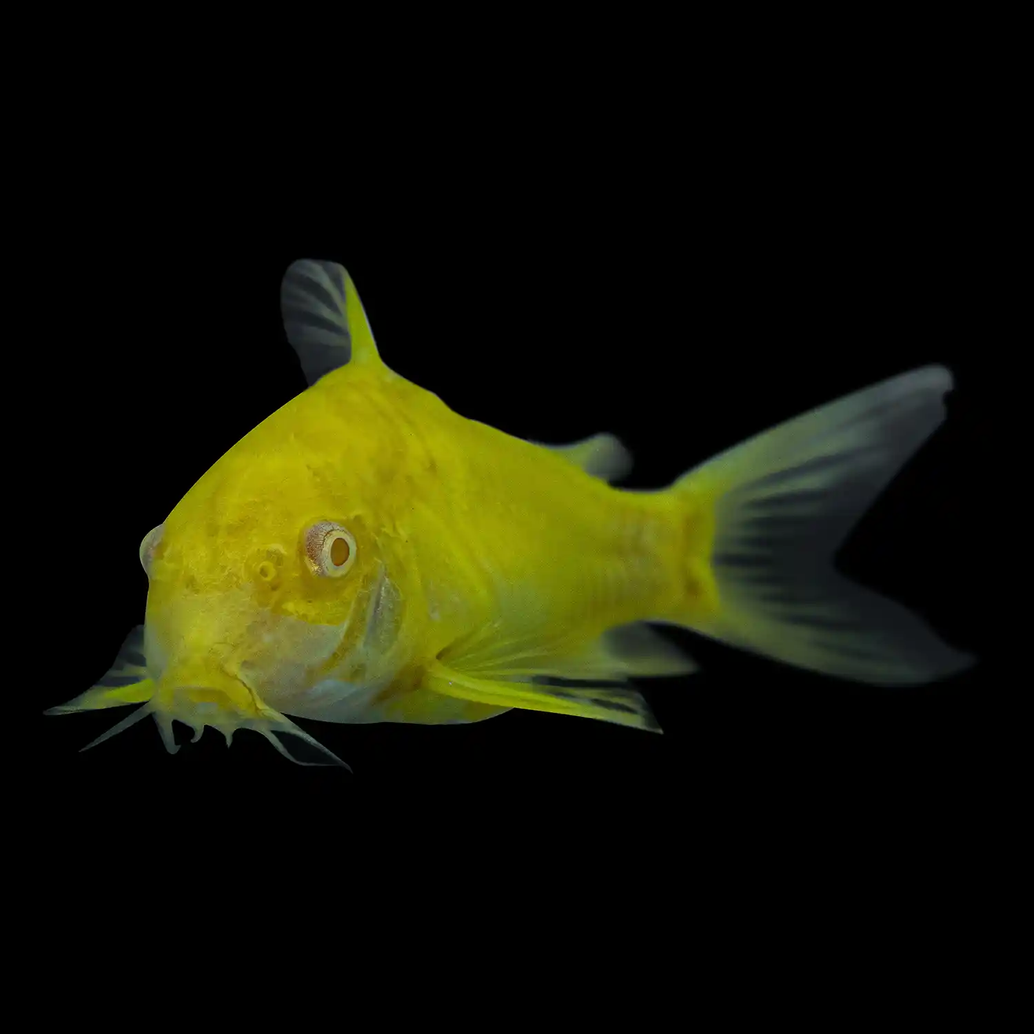 Celestial Yellow Cory Catfish on Black