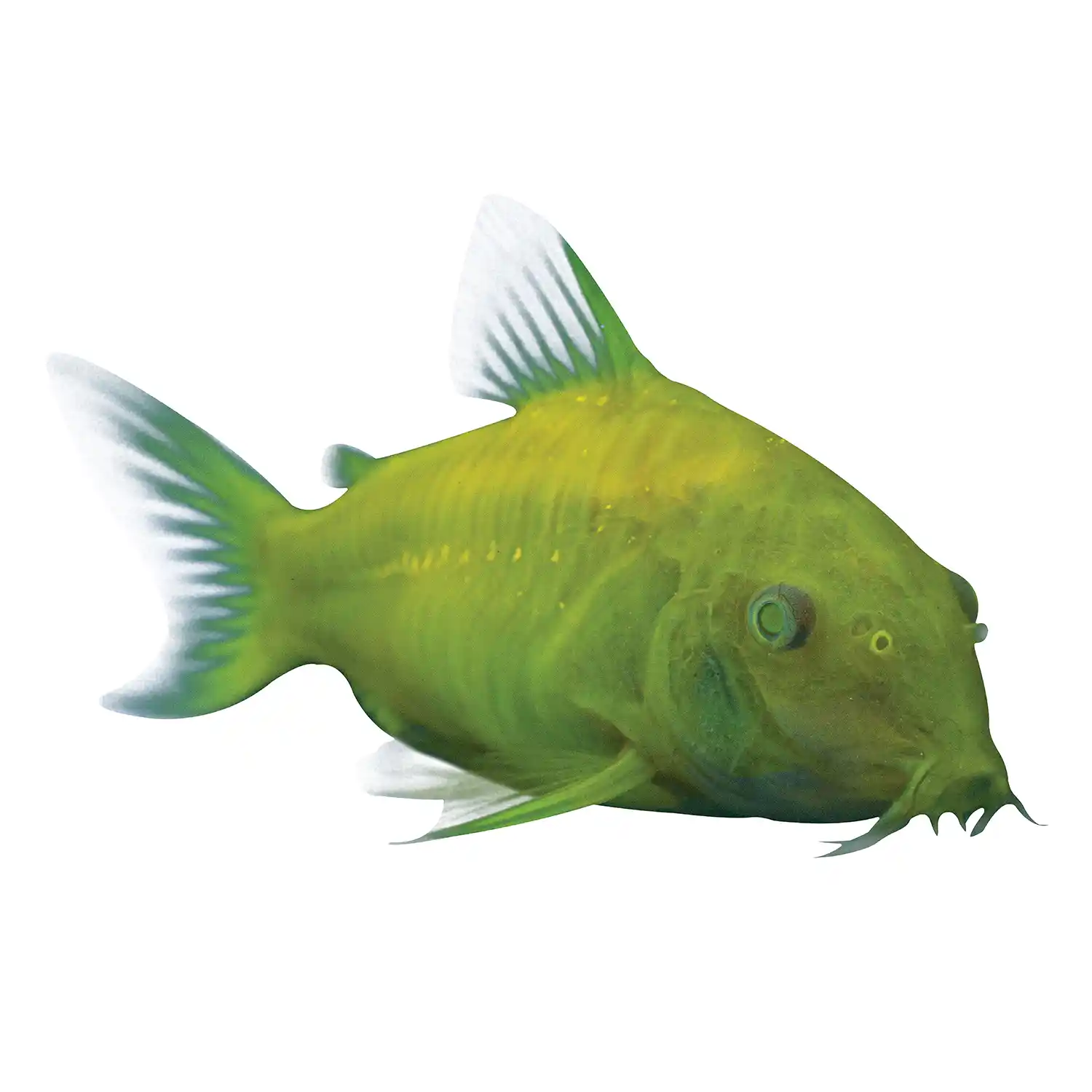 Celestial Yellow Cory Catfish on White