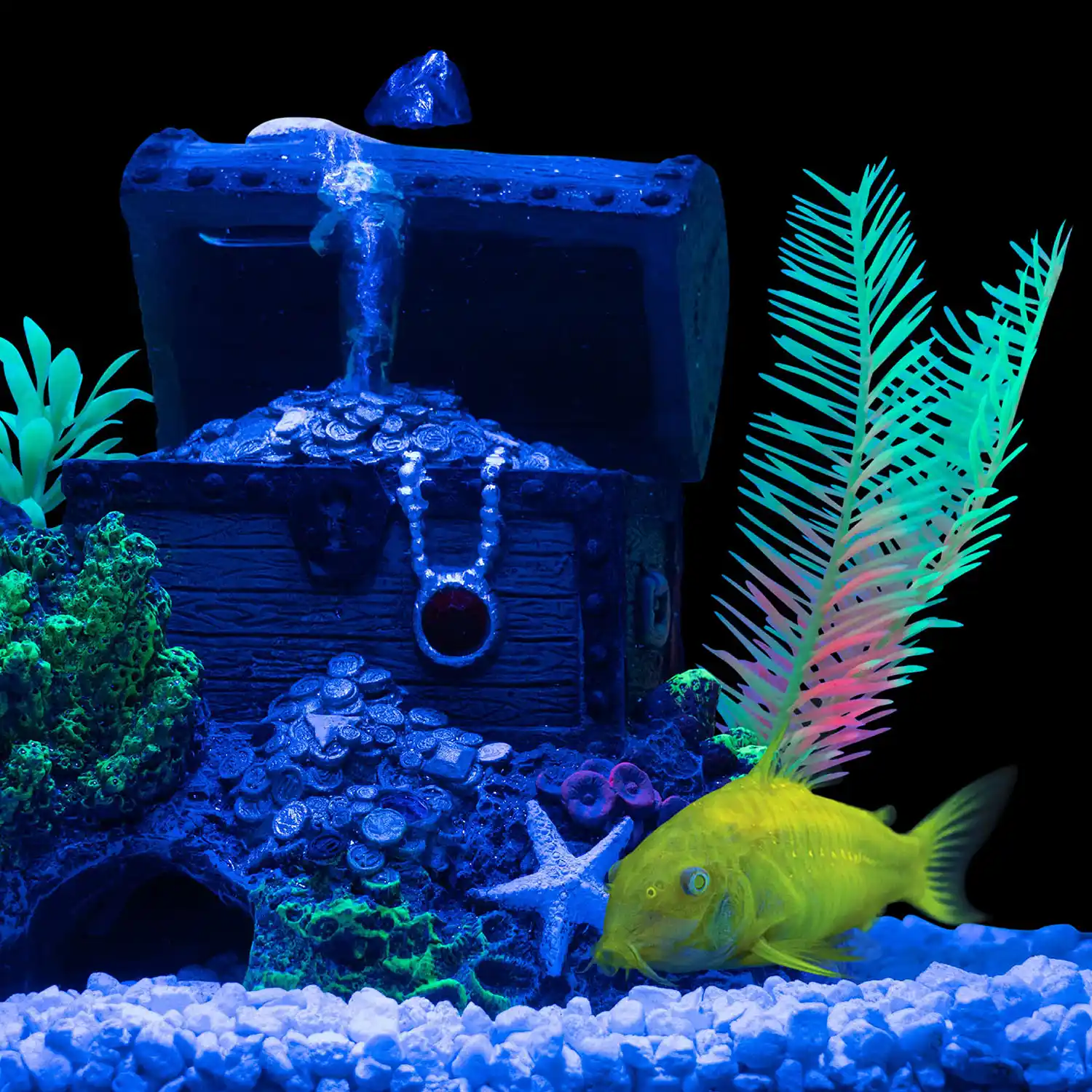 Celestial Yellow Cory Catfish in Tank Under Blue Light
