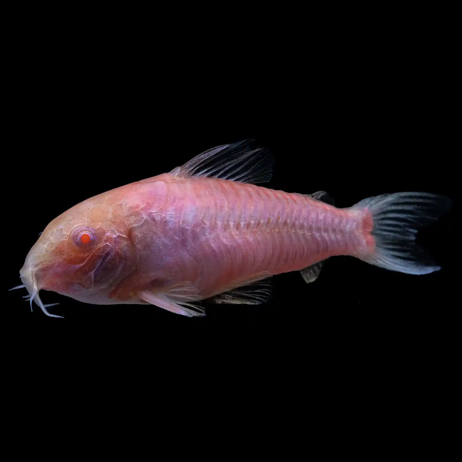 Moonrise Pink Cory Catfish on Black