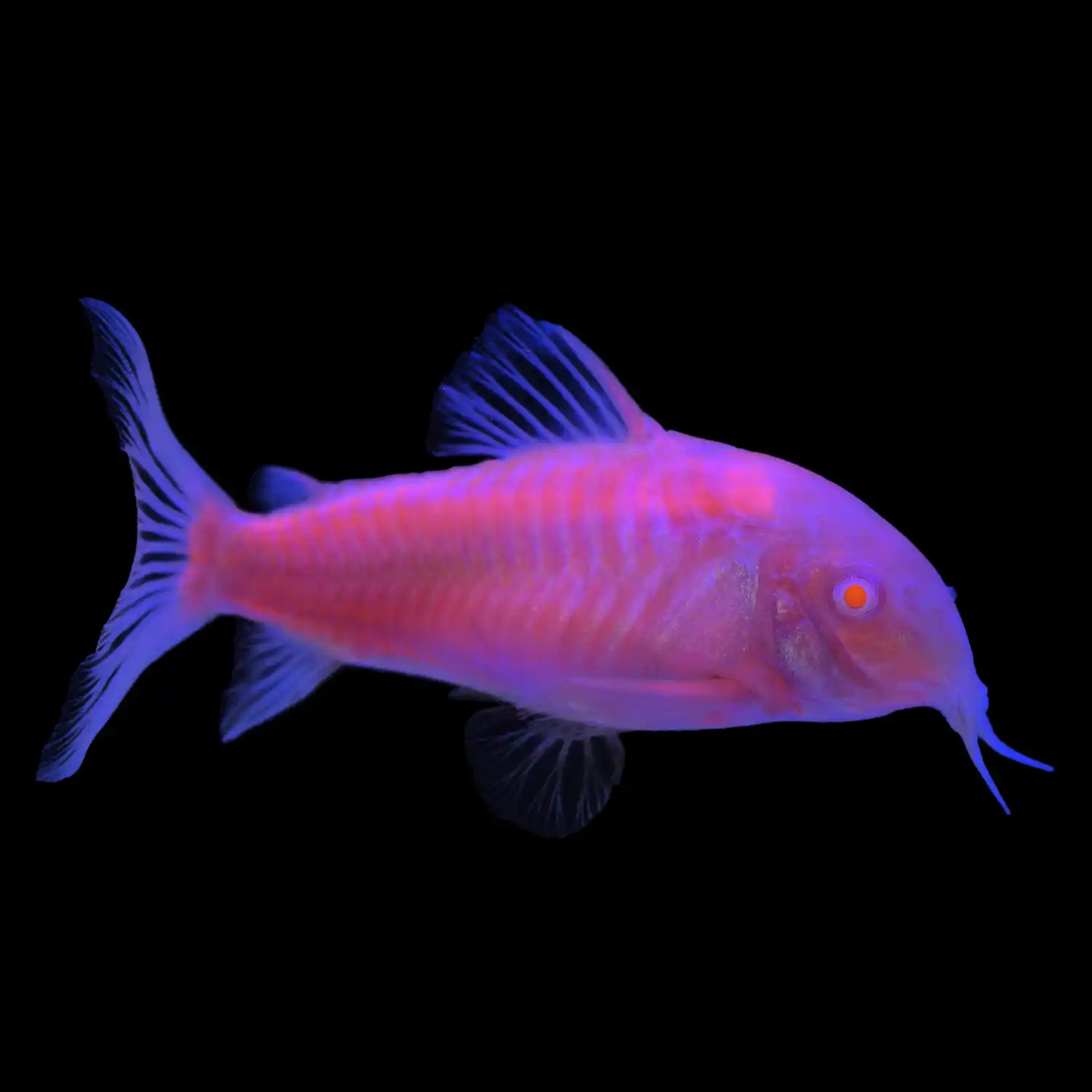 Moonrise Pink Cory Catfish on Black Under Blue Light
