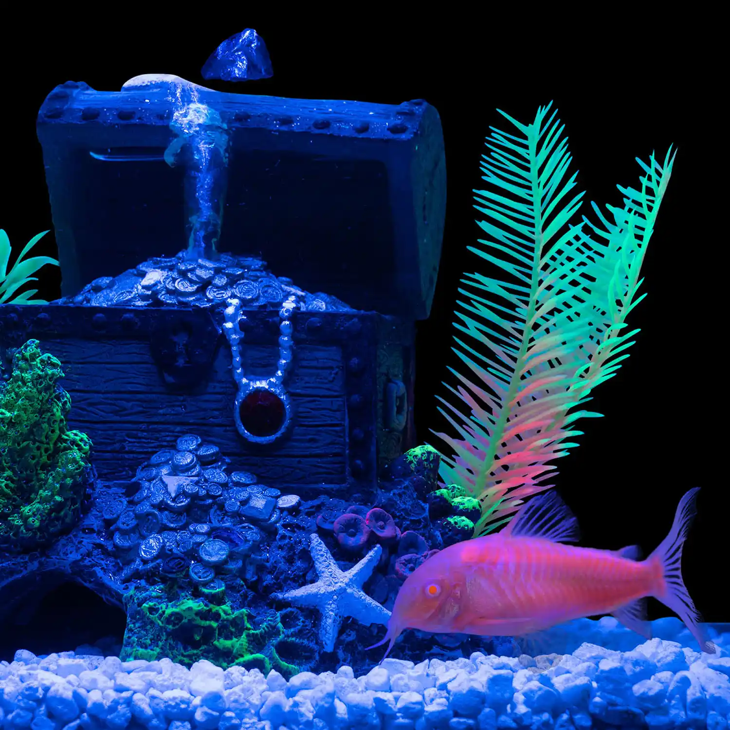 Moonrise Pink Cory Catfish in Tank Under Blue Light