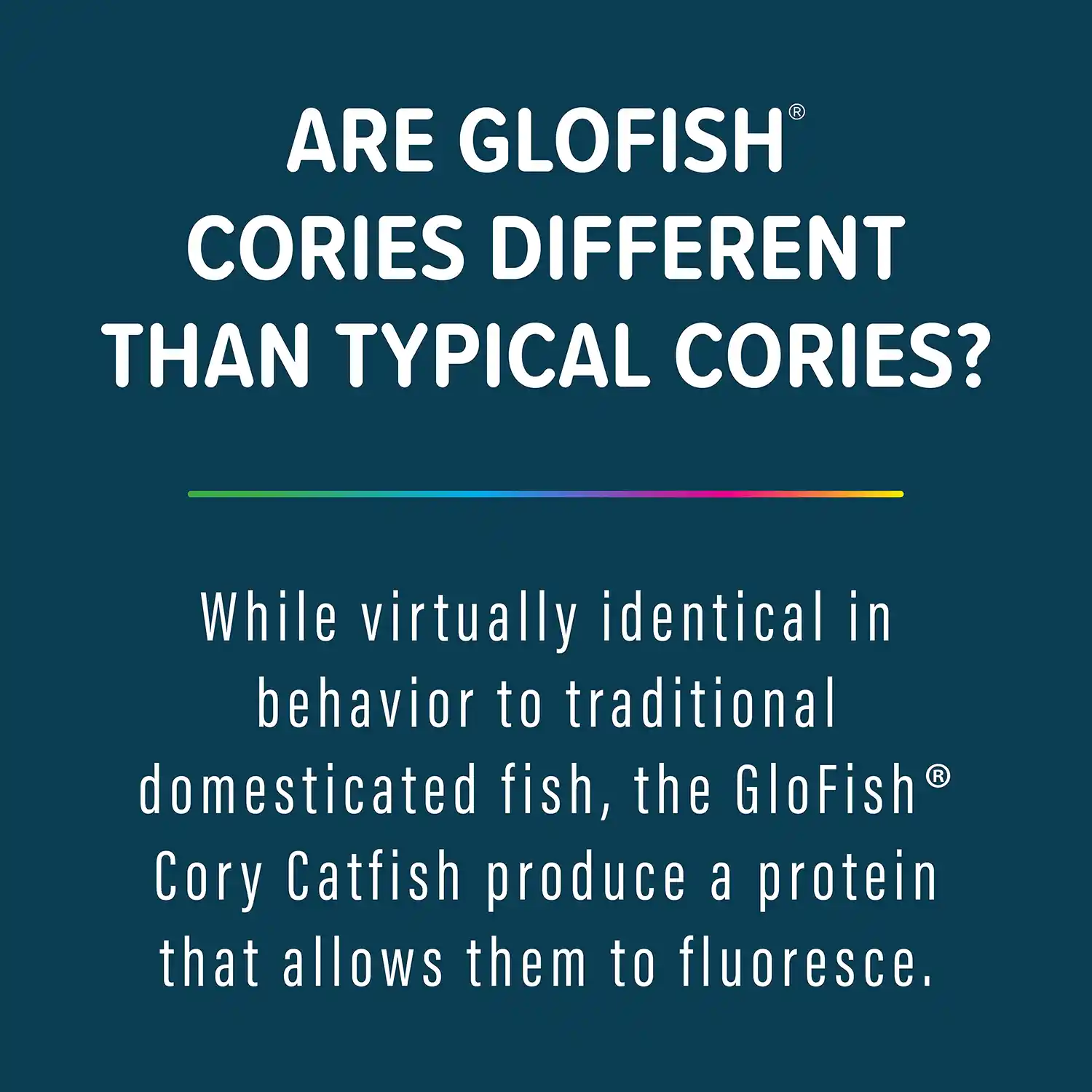 While virtually identical in behavior to traditional domesticated fish, the GloFish® Cory Catfish produce a protein that allows them to fluoresce.