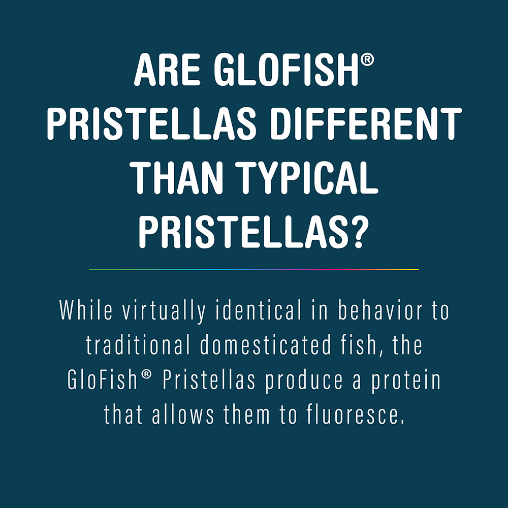 GloFish Pristella facts
