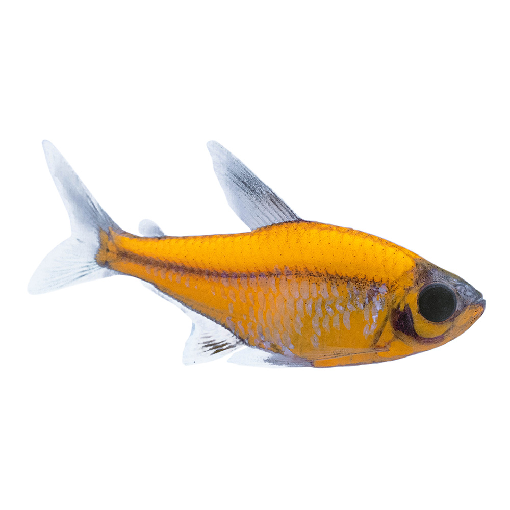 orange pristella on white background