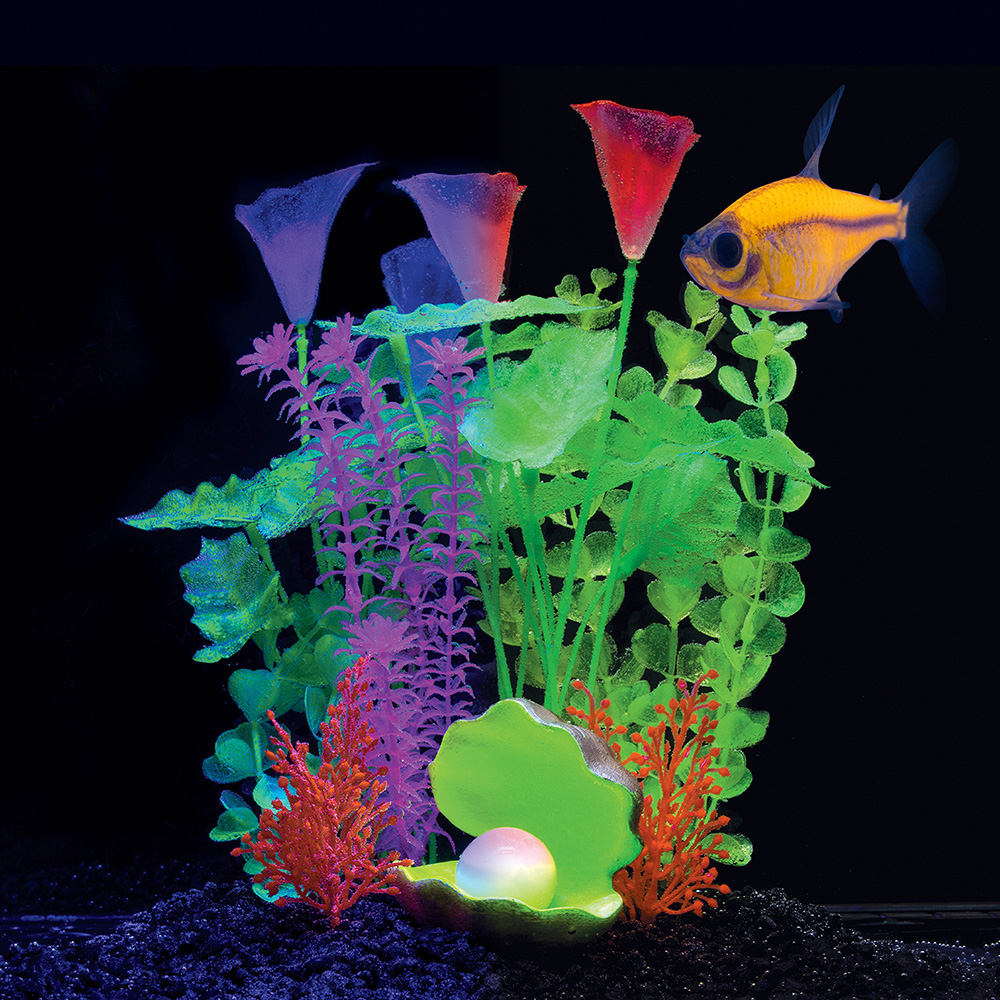 orange pristella in fish tank