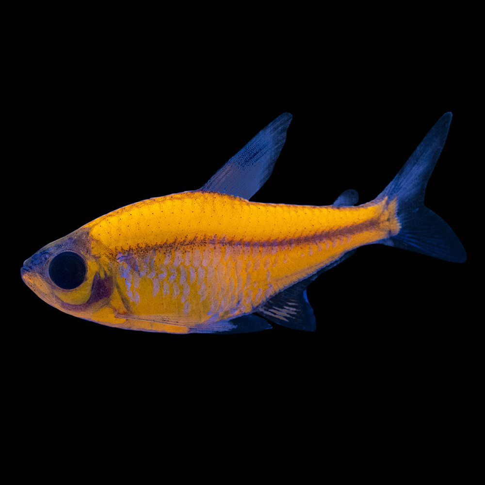 orange pristella on black background