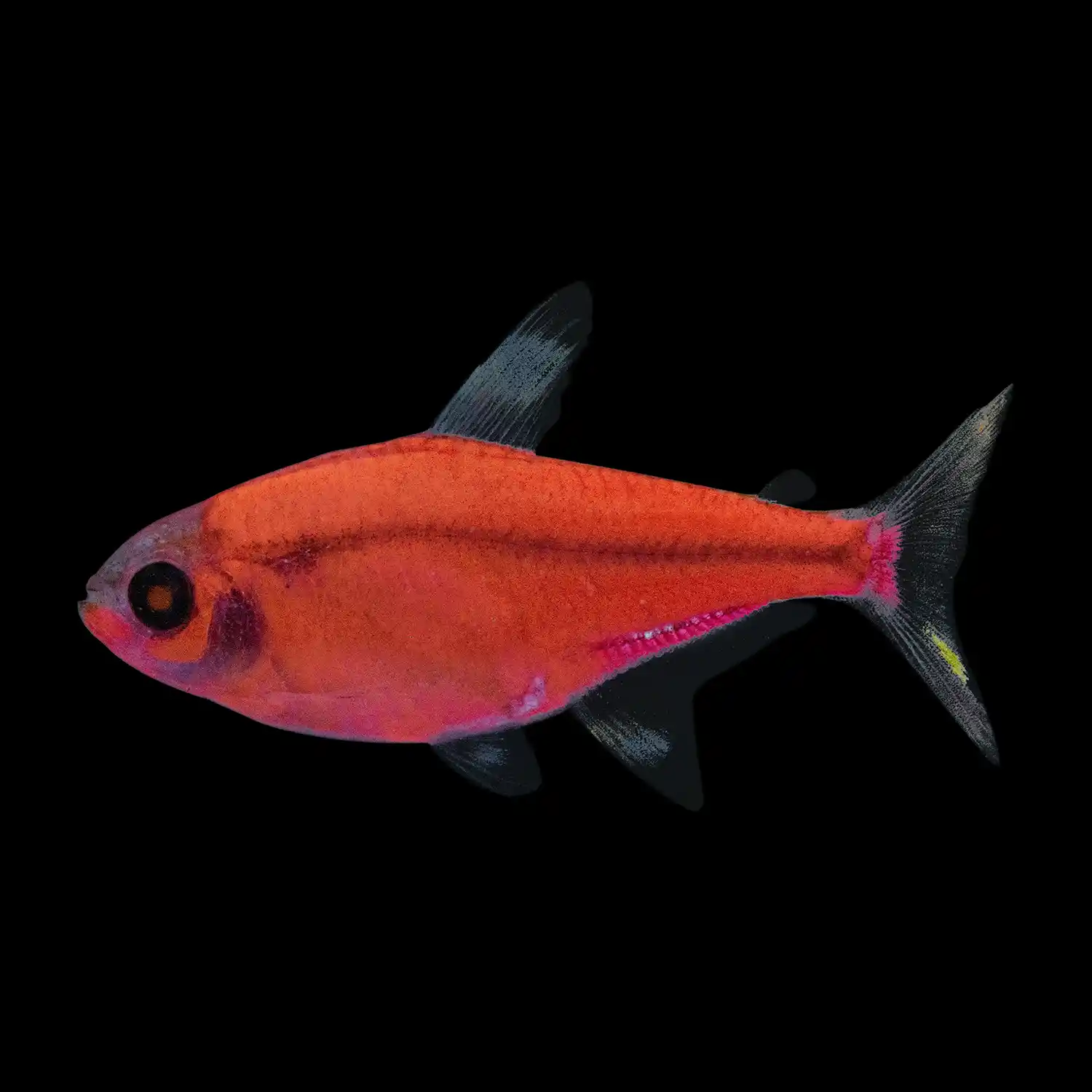 Starfire Red Pristella on Black