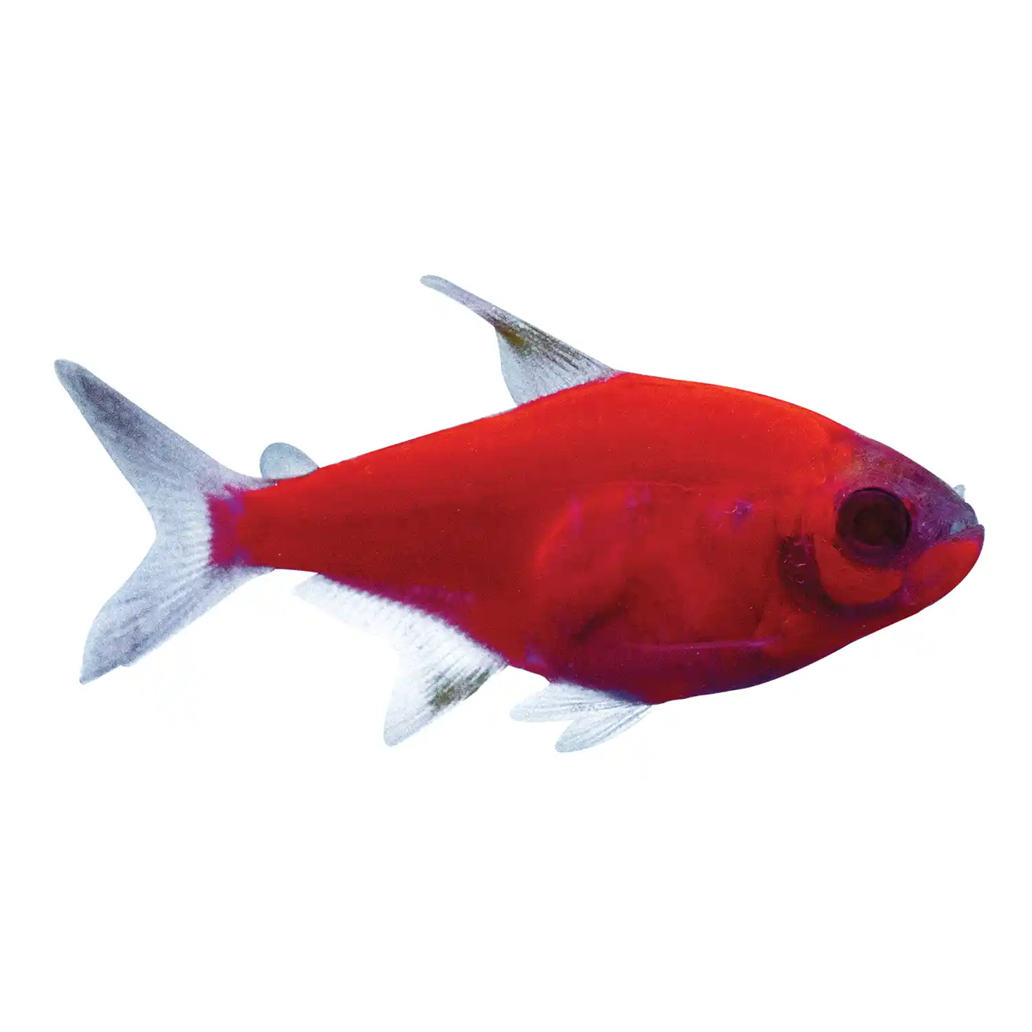 Starfire Red Pristella on White