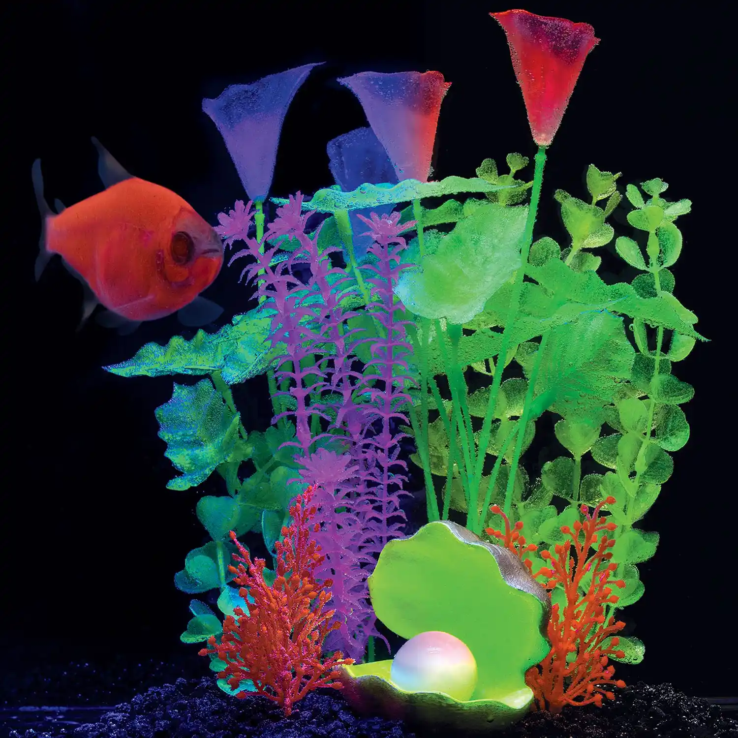 Starfire Red Pristella in Tank Under White Light