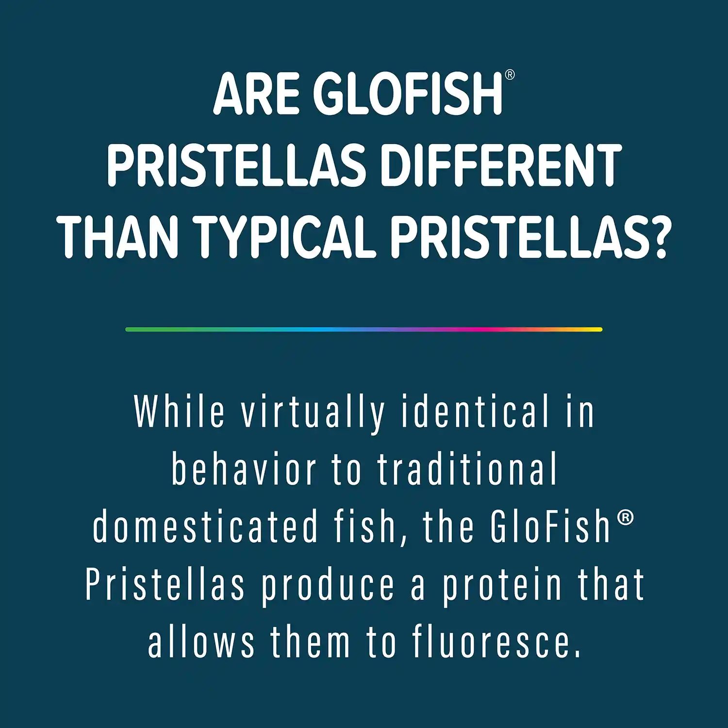While virtually identical in behavior to traditional domesticated fish, the GloFish® Pristellas produce a protein that allows them to fluoresce.