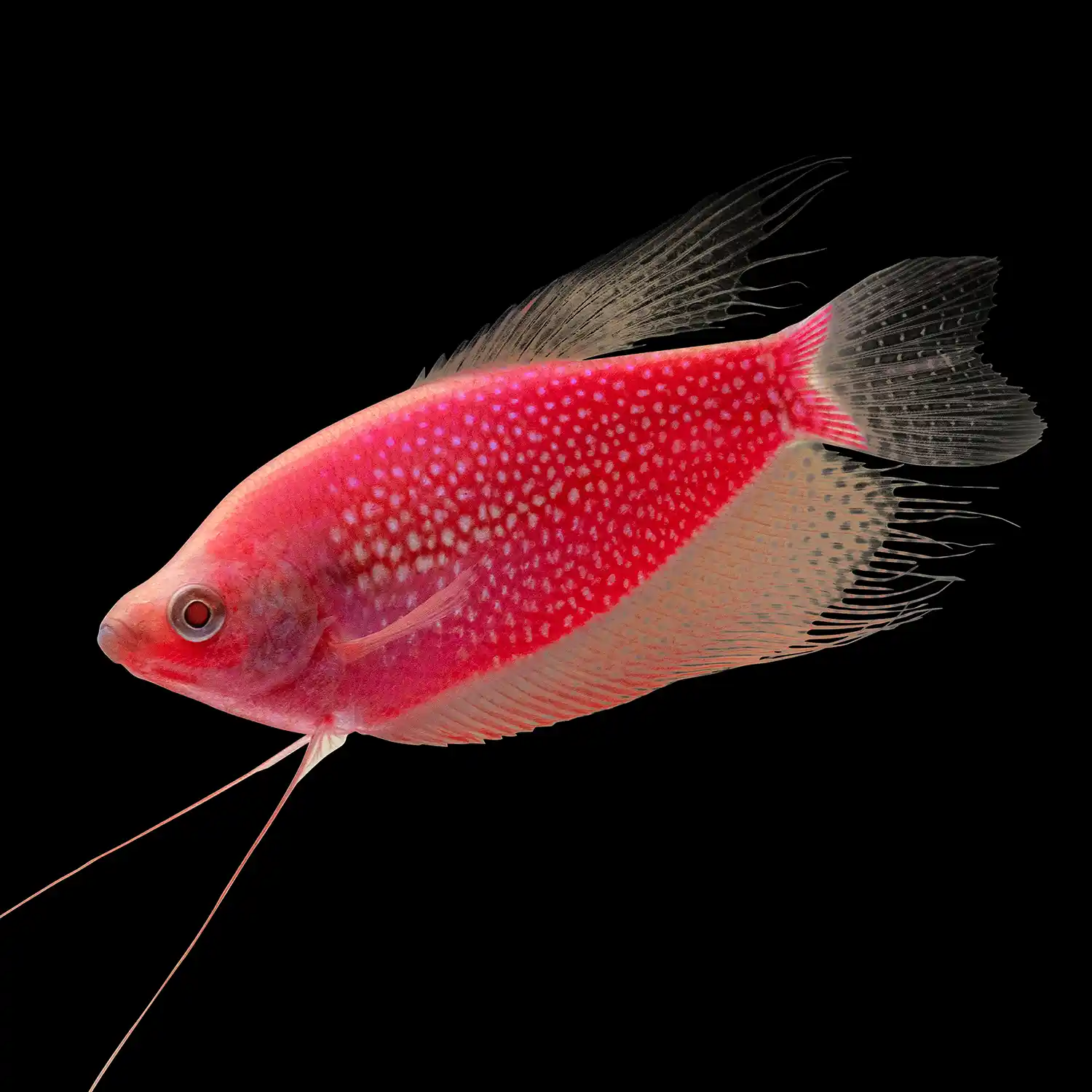 Starfire Red Pearl Gourami on Black