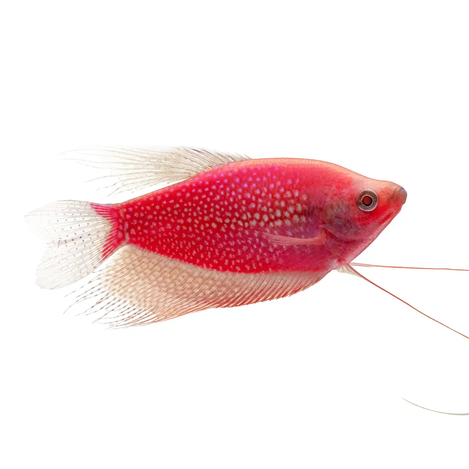 Starfire Red Pearl Gourami on White