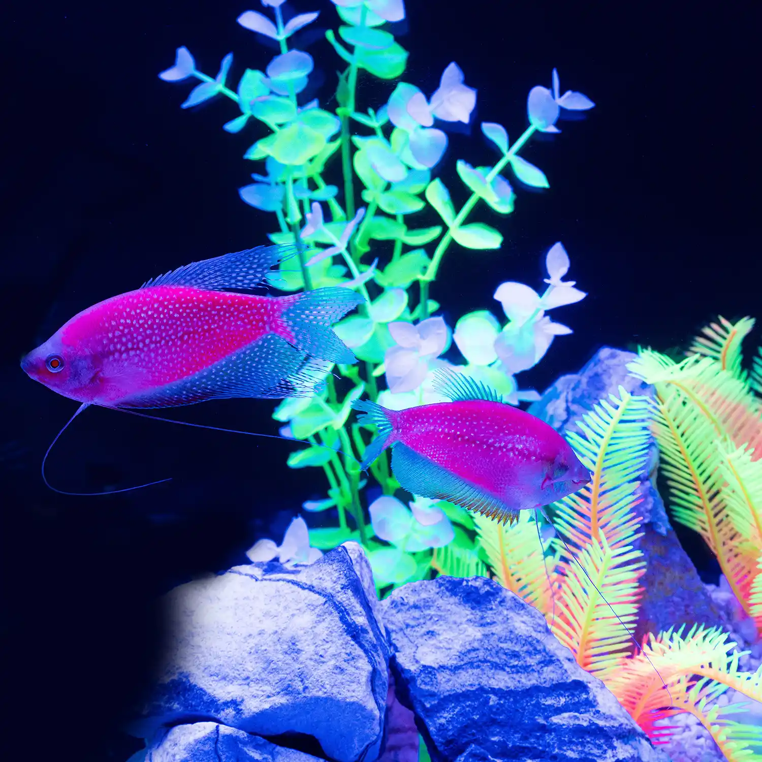 Starfire Red Pearl Gourami in Tank Under Blue Light