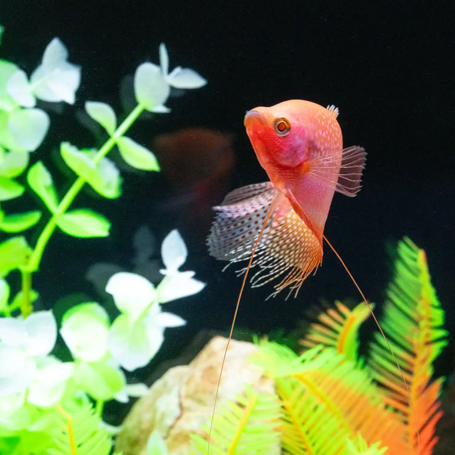 Starfire Red Pearl Gourami in Tank Under White Light